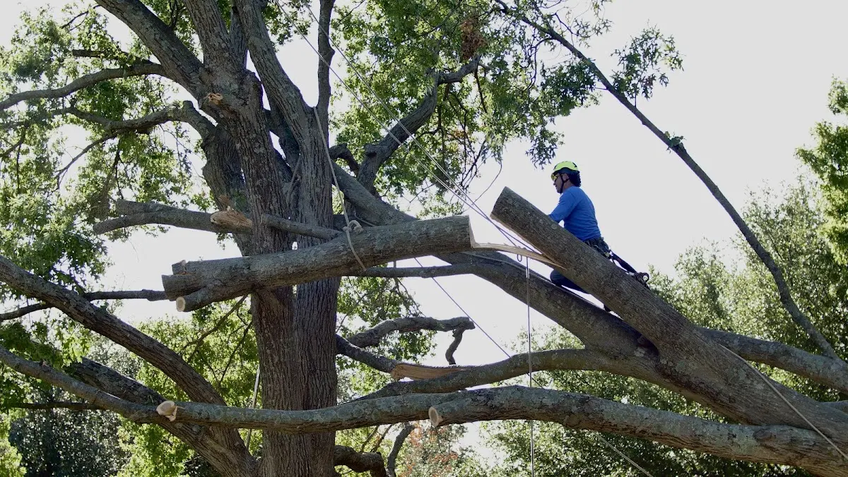 Professional Crown Thinning performed by certified arborists in Lakeside Marblehead